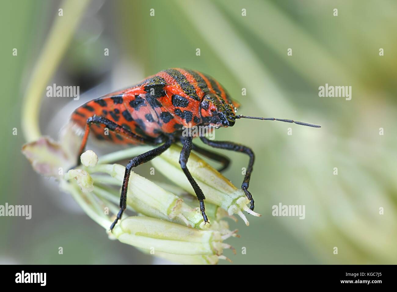 Striping italiano-bug, graphosoma lineatum Foto Stock