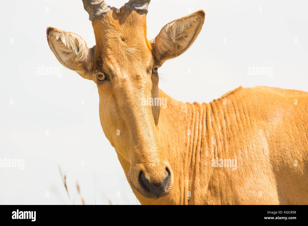 Lelwel hartebeest (Alcelaphus buselaphus lelwel) una sottospecie minacciate anche noto come Jackson, hartebeest; Murchison Falls National Park, Uganda. Foto Stock