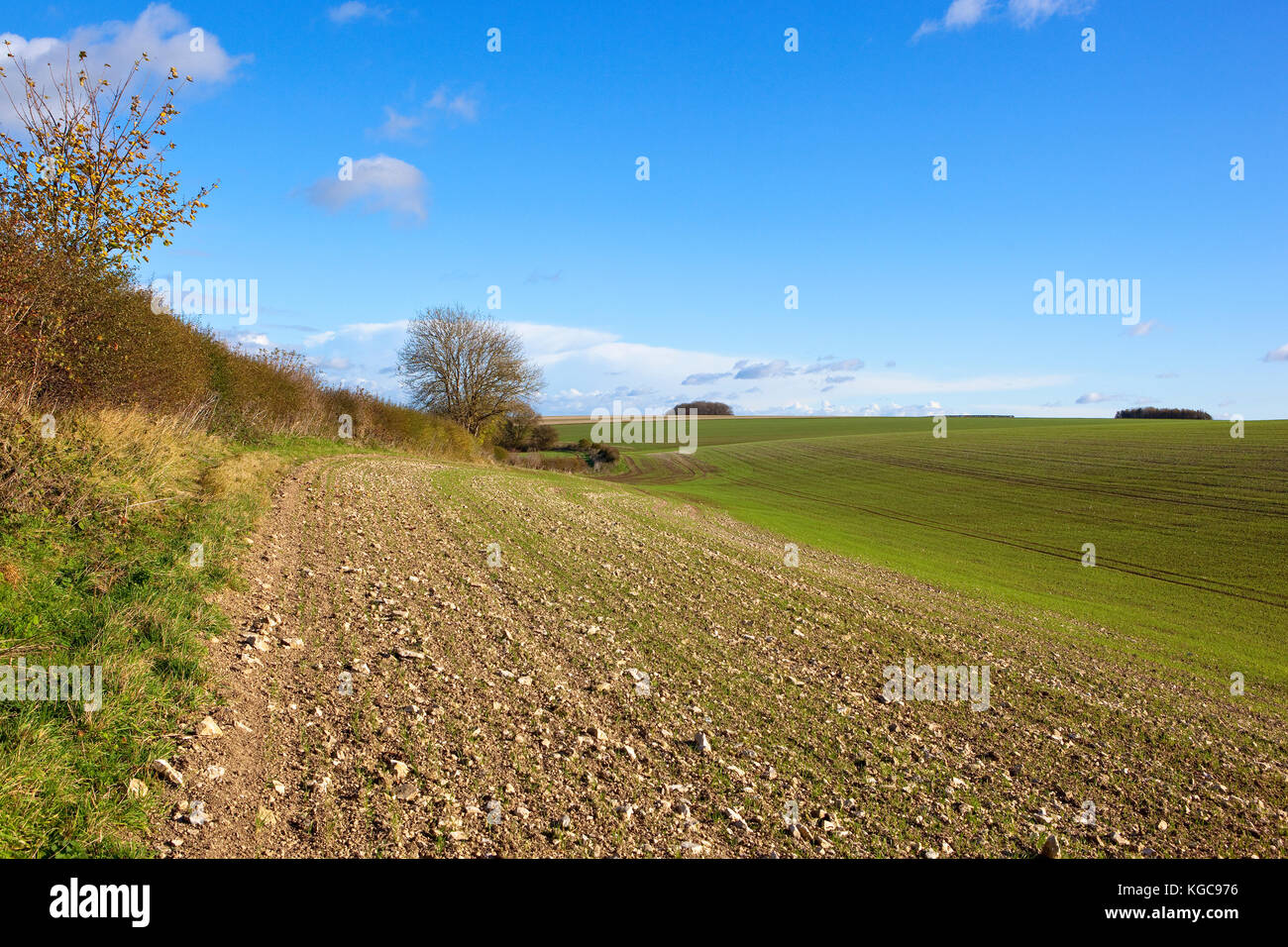 Una collina campo di grano con una giovane grano raccolto sul terreno calcareo in prossimità di una siepe autunnale sotto un cielo blu nel yorkshire wolds Foto Stock