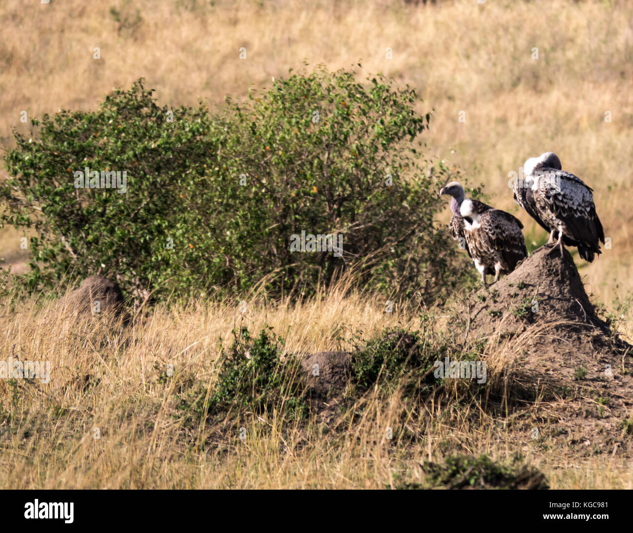 Due africani del ruppell grifoni, (gyps rueppellii) crogiolarsi su un tumulo termite nella metà del sole di mattina: Nord Tanzania Serengeti National Park Foto Stock