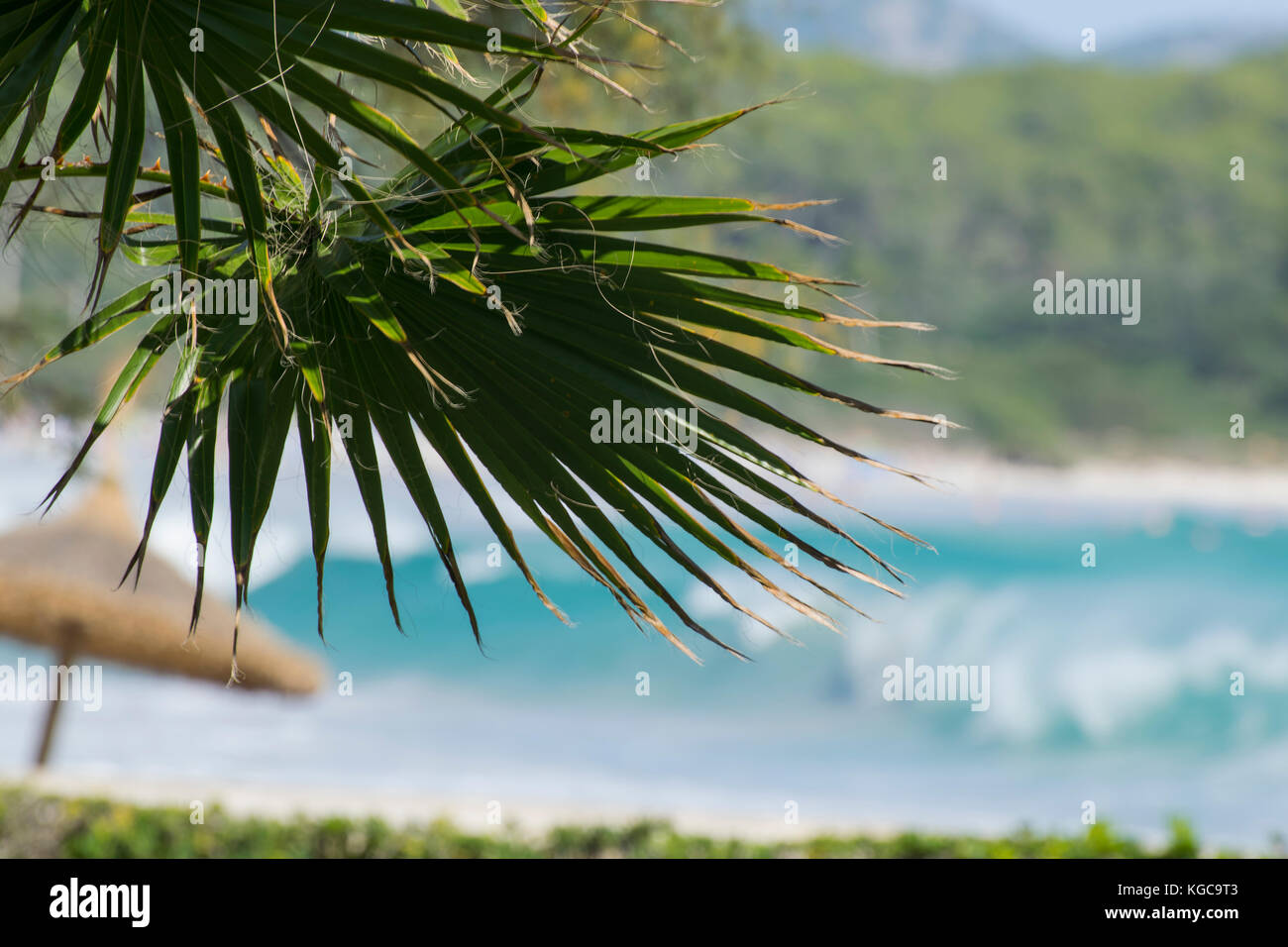 Palm Tree e parasol con il mare e le montagne sullo sfondo, s'illot, Mallorca, Spagna Foto Stock
