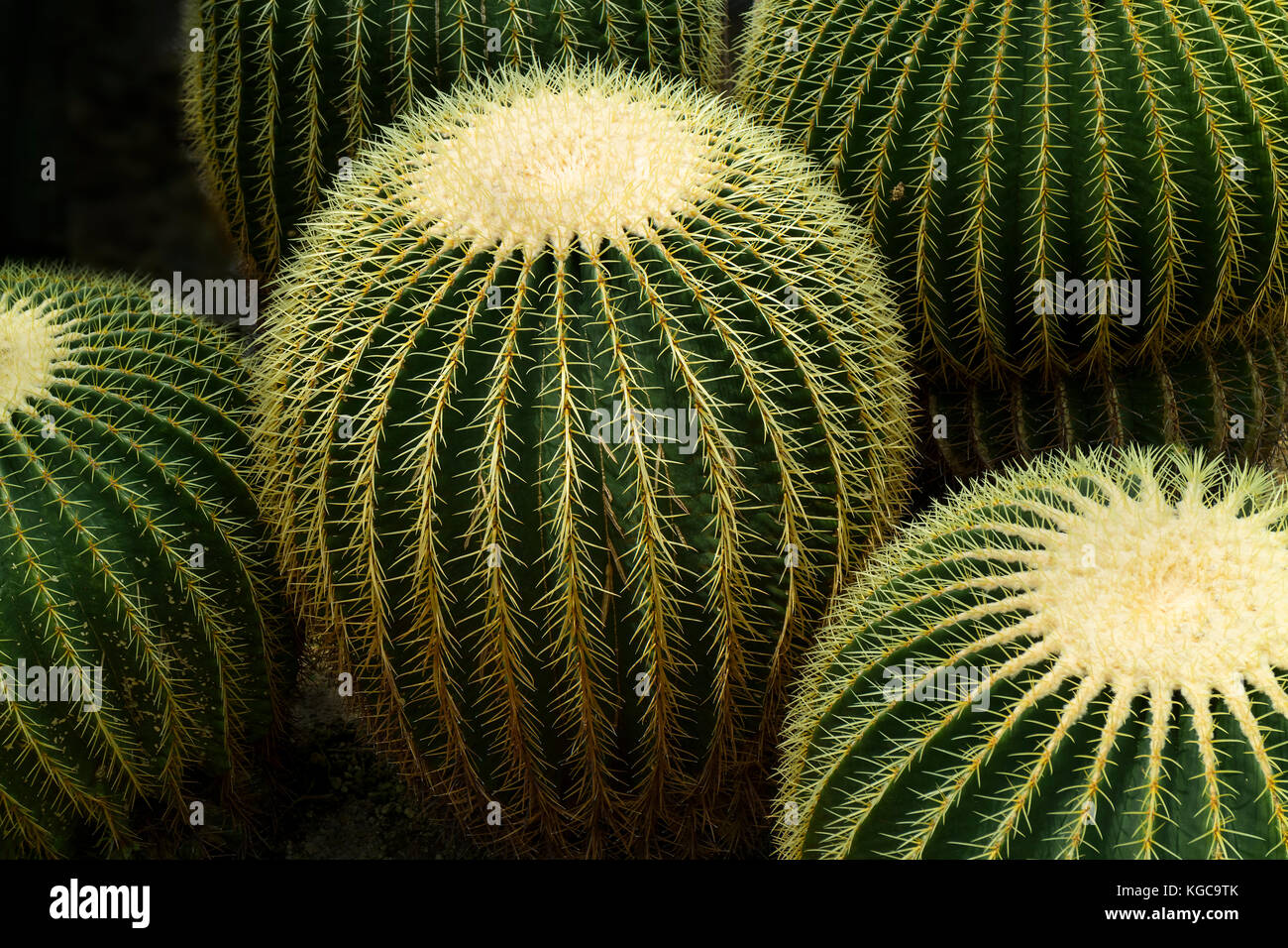 Round golden barrel cactus Foto Stock