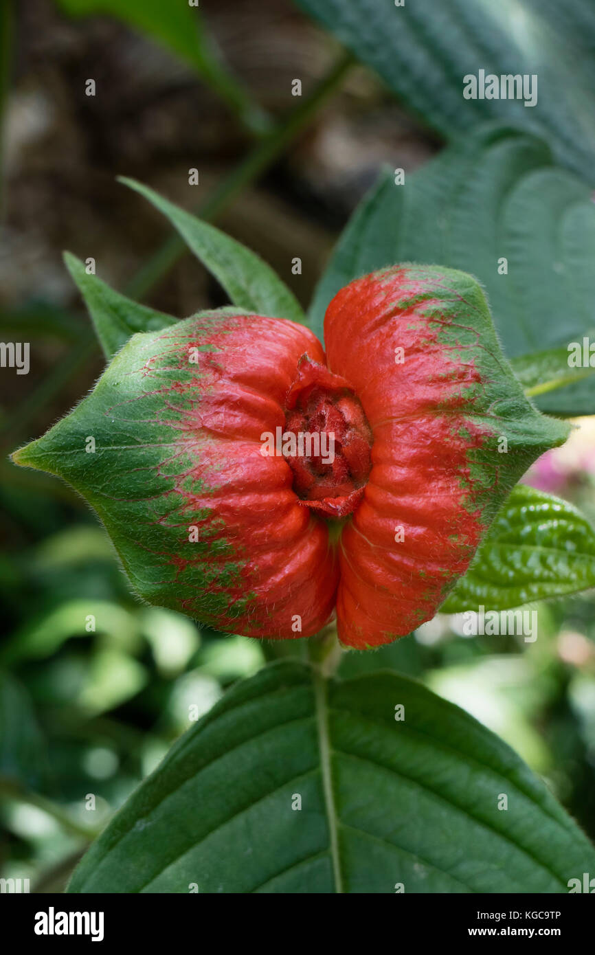 Rosso tropicale psychotria poeppigiana fiore Foto Stock