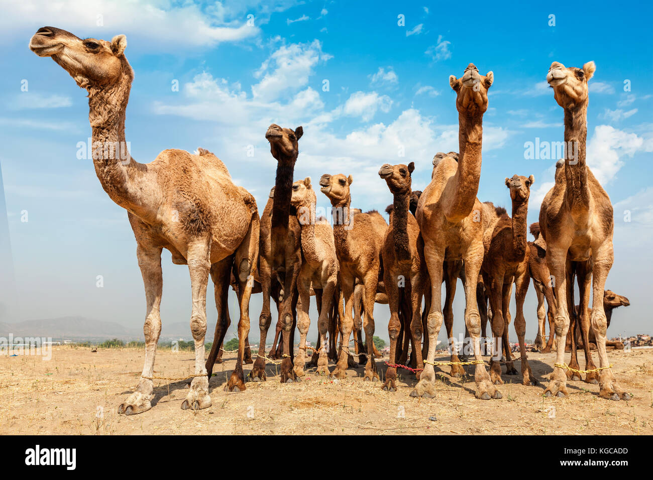 Cammelli a Pushkar mela pushkar camel fair , India Foto Stock