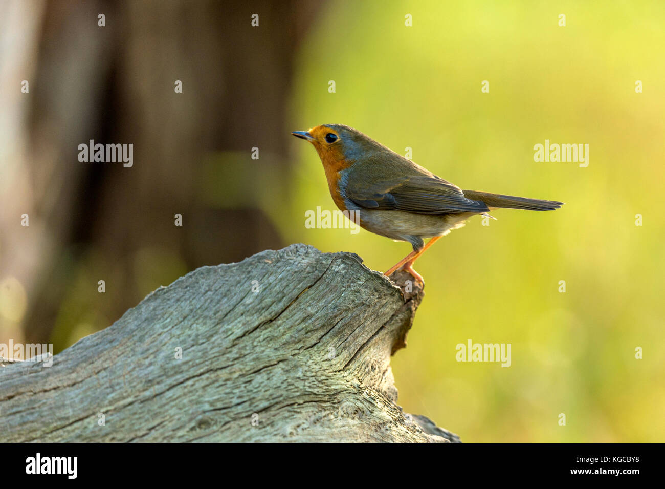 British Wildlife in habitat naturali. Single Robin Red seno rovistando in antichi boschi sulla luminosa giornata autunnale. Foto Stock