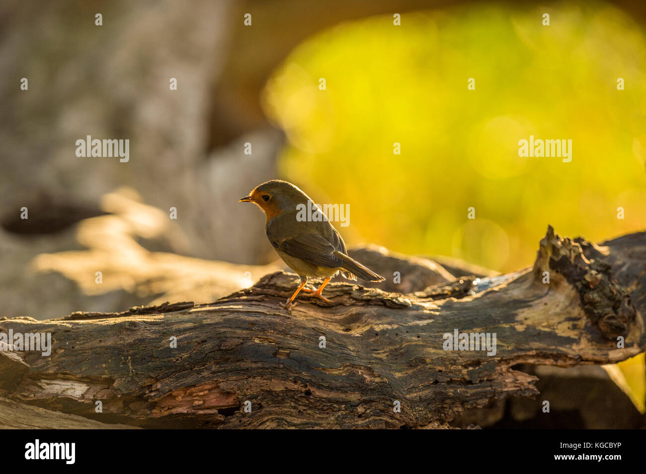 British Wildlife in habitat naturali. Single Robin Red seno rovistando in antichi boschi sulla luminosa giornata autunnale. Foto Stock