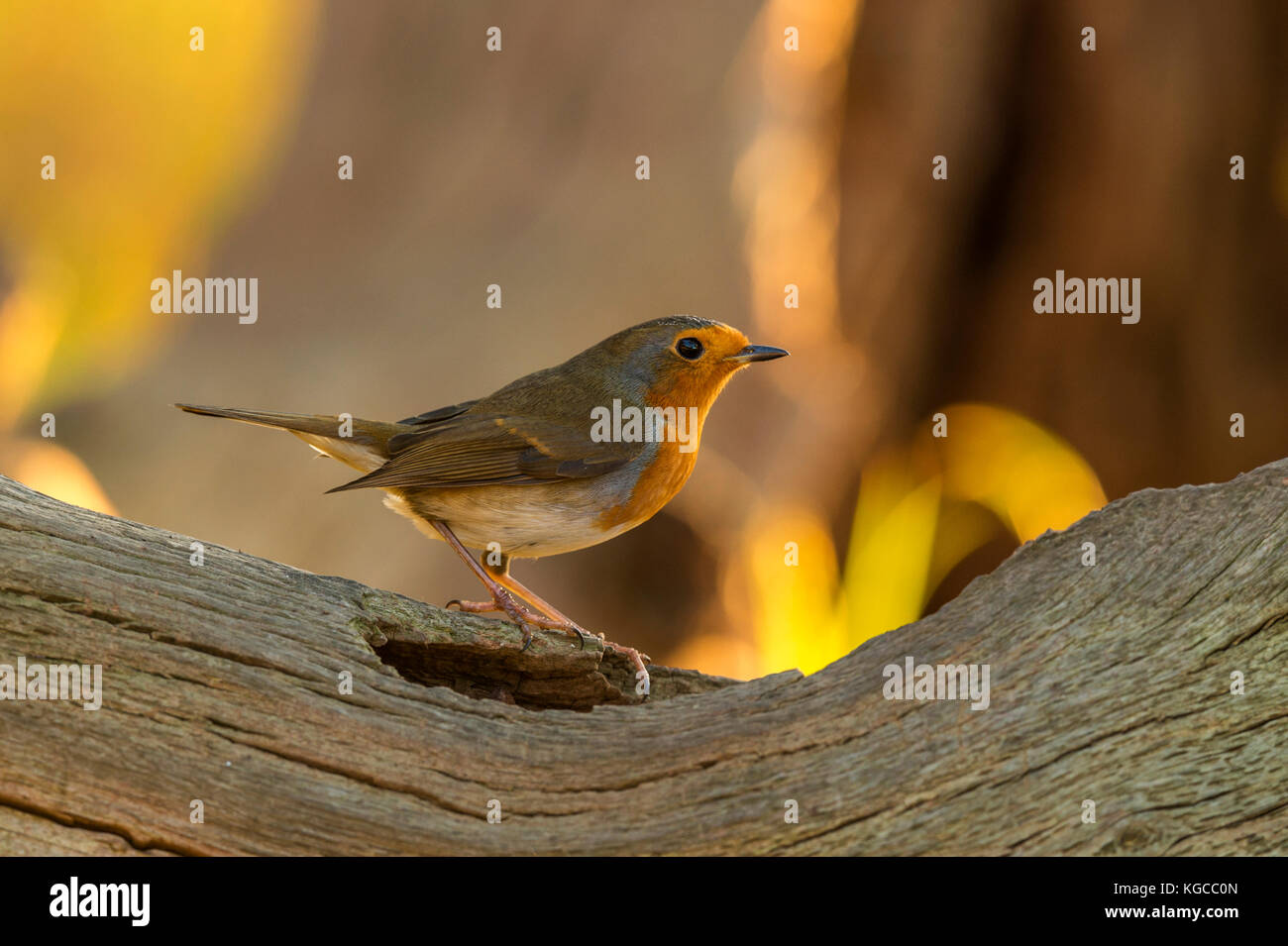 British Wildlife in habitat naturali. Single Robin Red seno rovistando in antichi boschi sulla luminosa giornata autunnale. Foto Stock