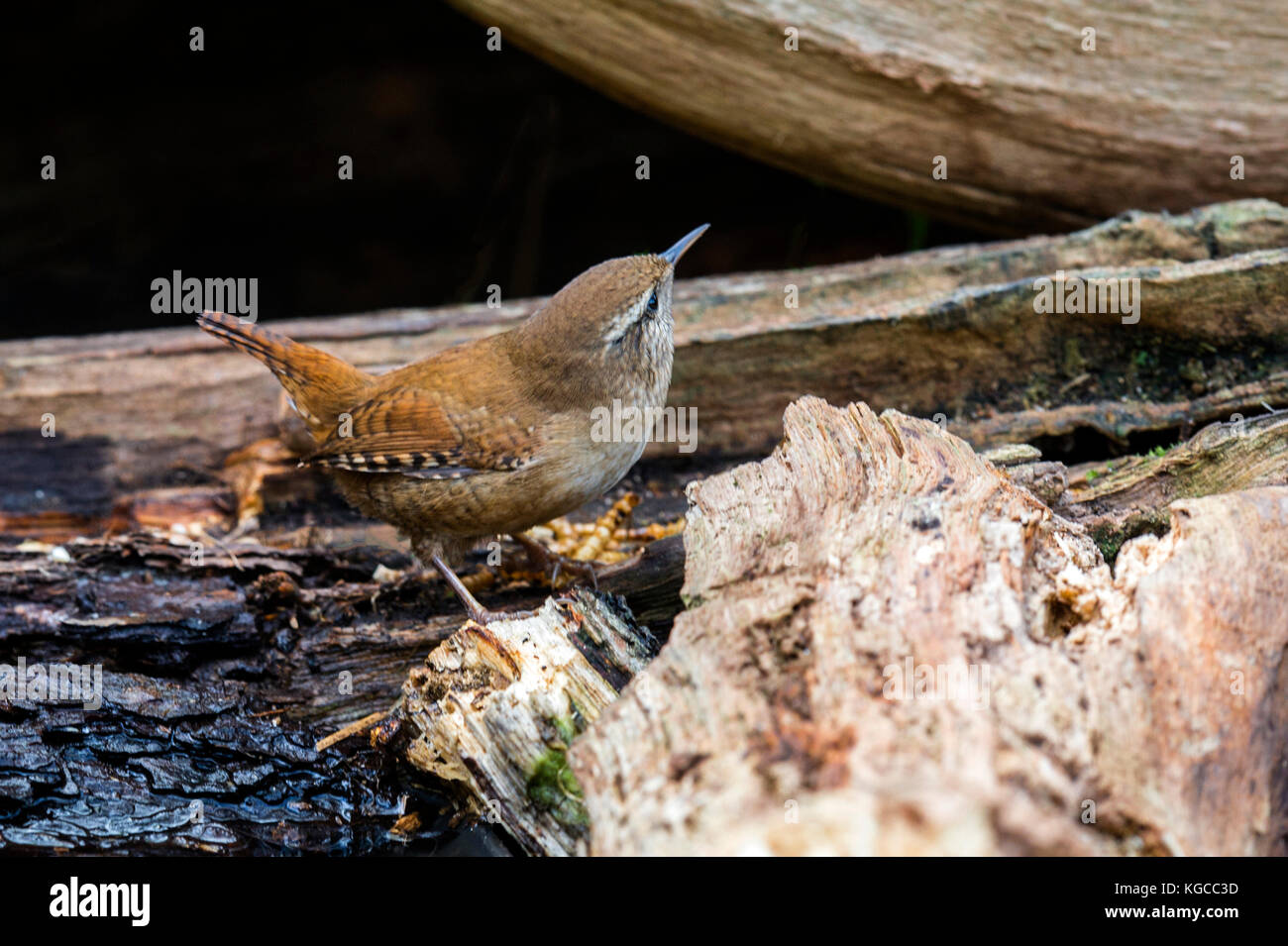 British Wildlife in habitat naturali. Il nostro tesoro nazionale una bella Wren raffigurato foraggio e balneazione in antichi boschi a fine serata d'autunno. Foto Stock