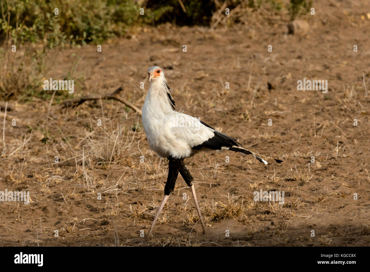 Un segretario bird in cerca di prede nel parco nazionale orientale di tsavo, Kenya Foto Stock