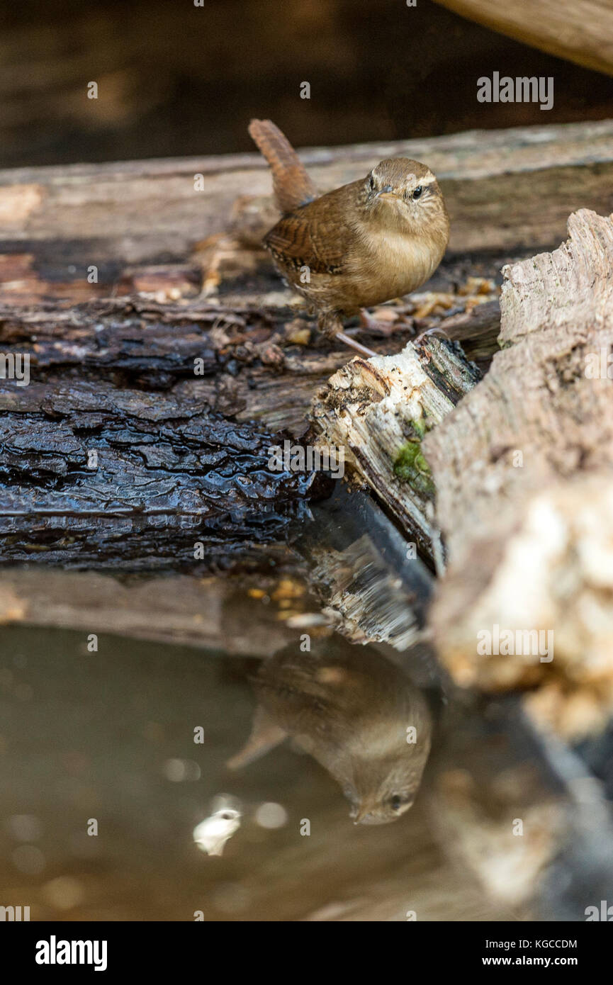 British Wildlife in habitat naturali. Il nostro tesoro nazionale una bella Wren raffigurato foraggio e balneazione in antichi boschi a fine serata d'autunno. Foto Stock