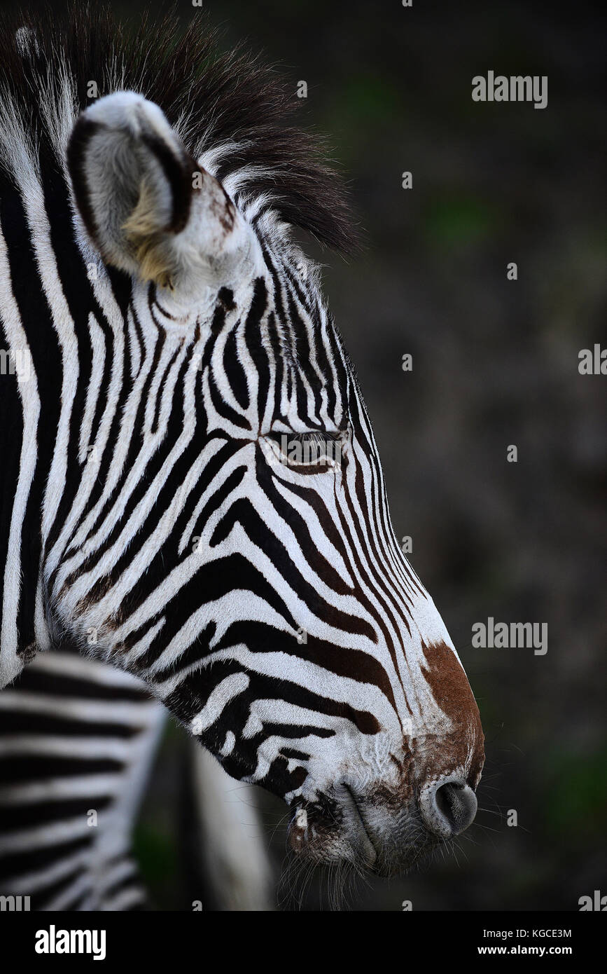Zebra Foto Stock