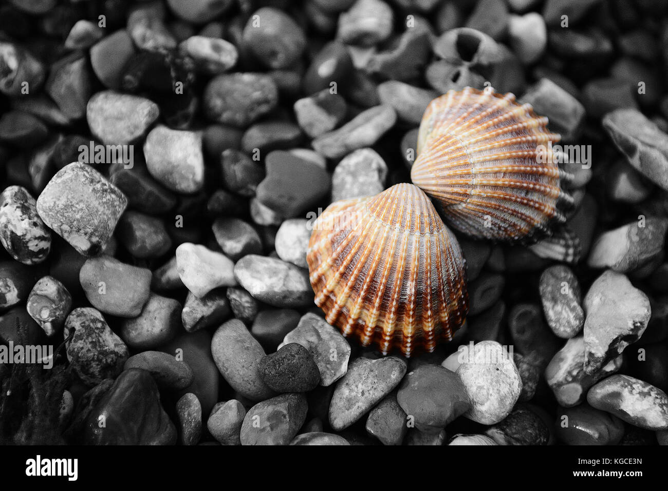 Guscio su una spiaggia ghiaiosa Foto Stock