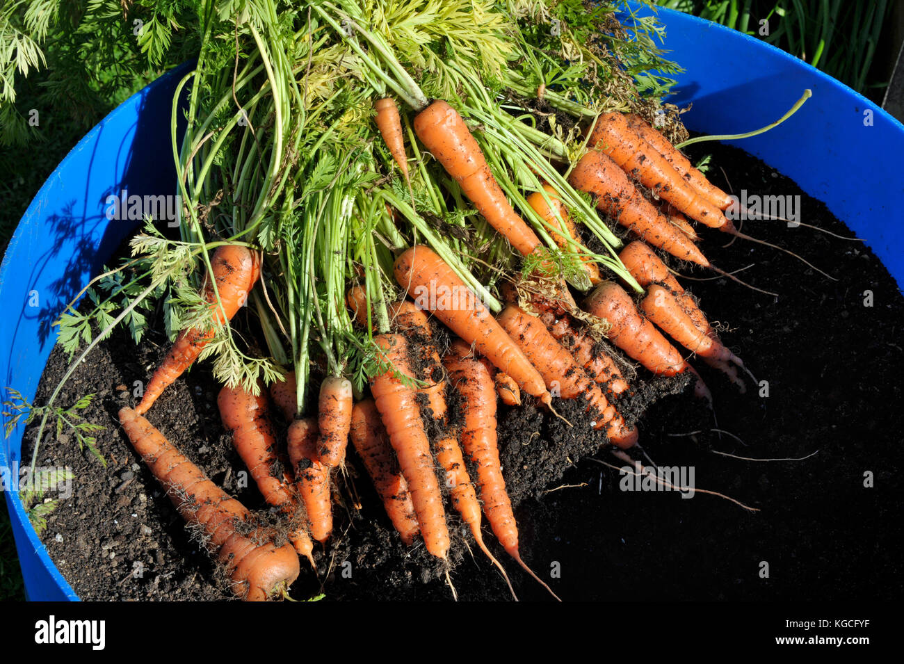 Contenitore cresciute le carote, fresca, varietà forzando amsterdam. Foto Stock