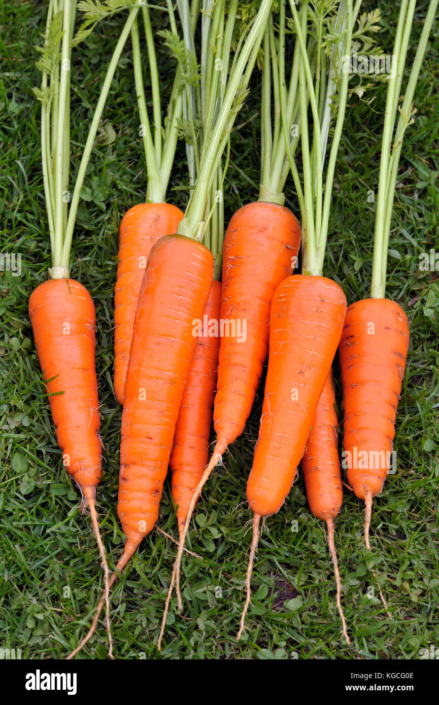 Appena sollevata e lavata mazzetto di tutta la casa di carote coltivate. Foto Stock