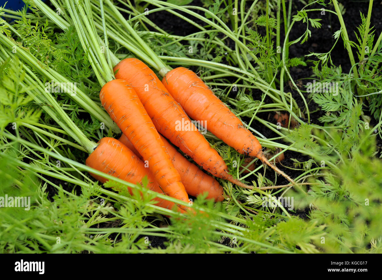 Mazzetto di appena raccolto e lavato contenitore cresciute le carote. Foto Stock
