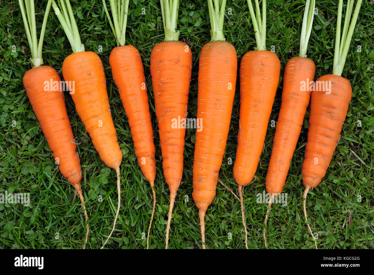 Lavate homegrown appena raccolto intero carote. Foto Stock