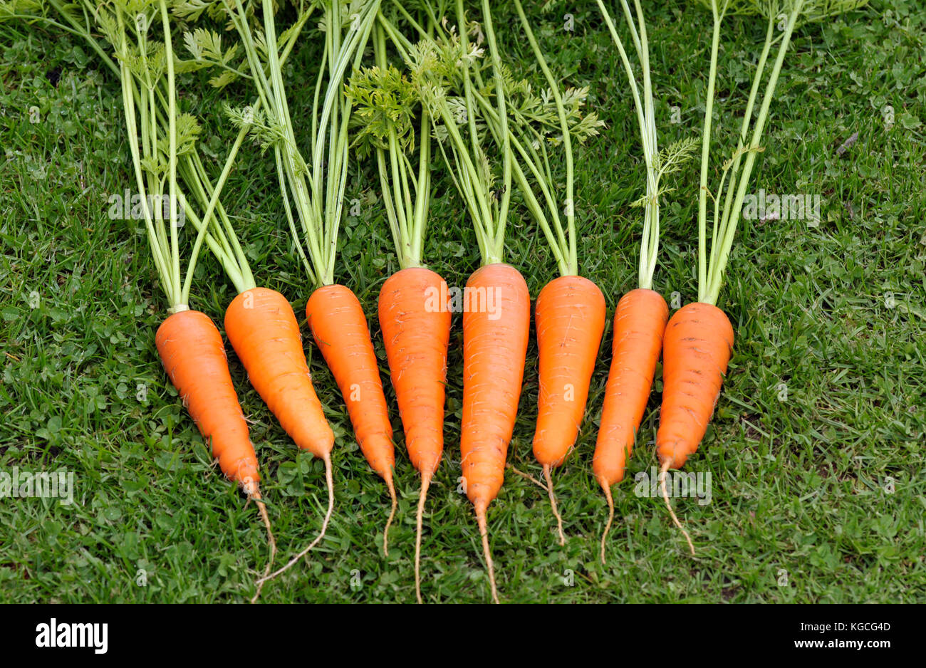 Mazzetto di appena raccolto e lavato cresciuto in casa le carote. Foto Stock