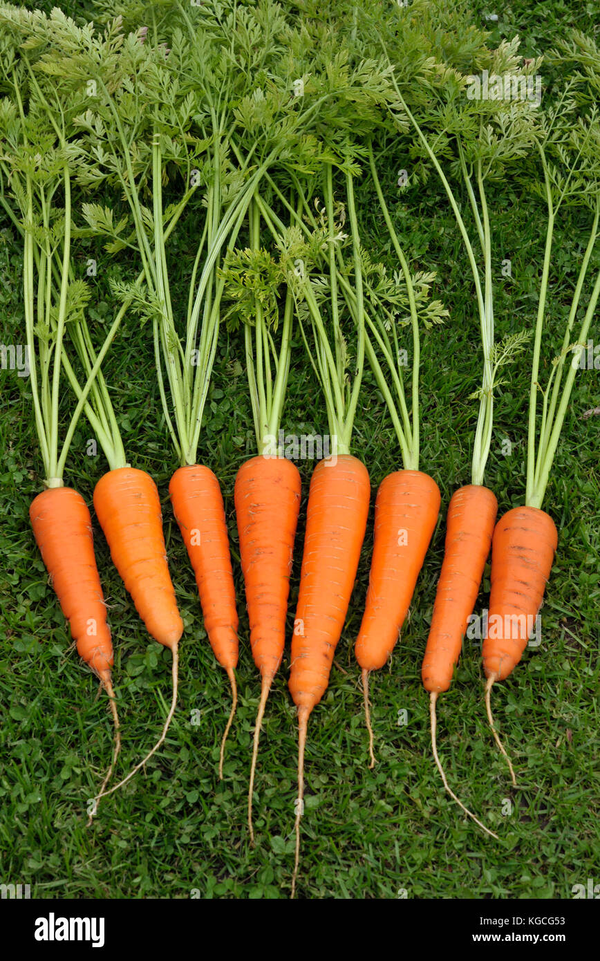 Appena sollevata e lavata intera cresciuto in casa le carote. Foto Stock