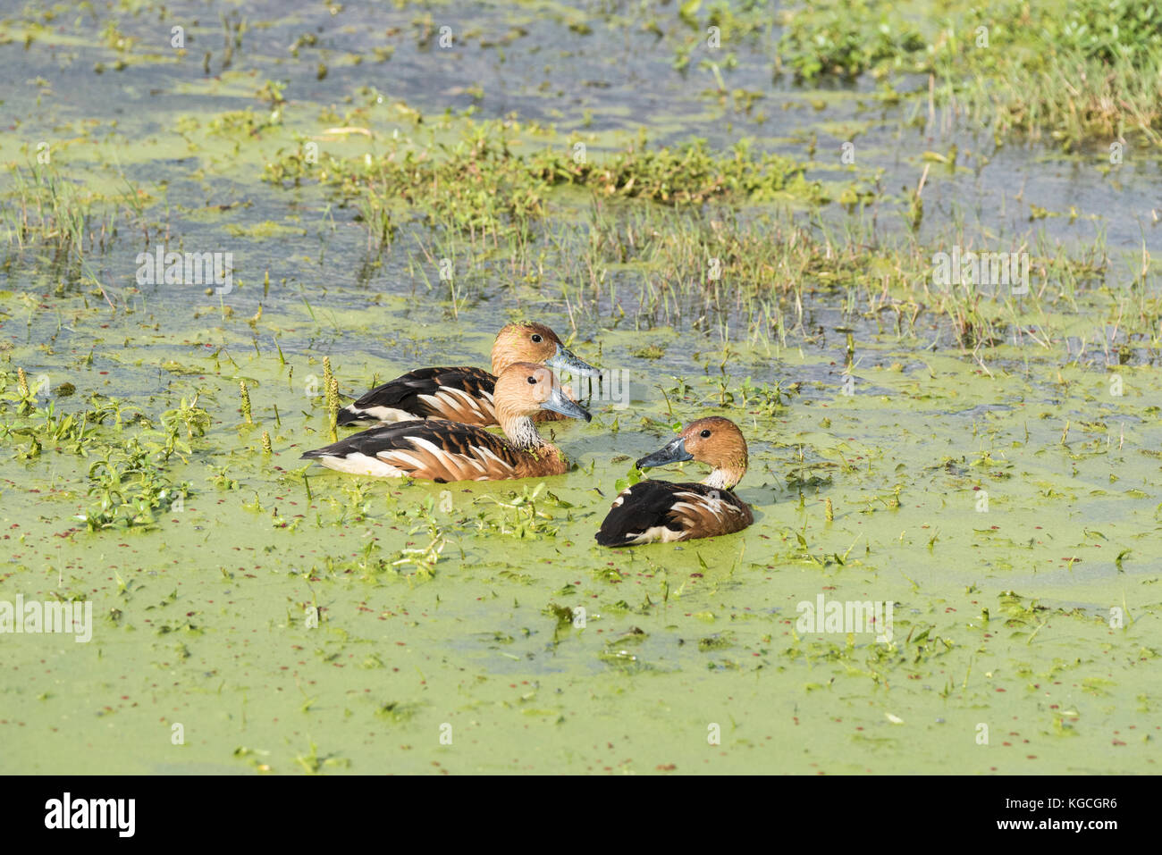 Tre nuoto fulvous sibilo anatre (Dendrocygna bicolor) Foto Stock