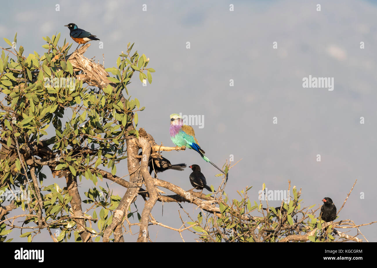 Un piccolo gregge misto che include il rullo tostato Lilac, il superbo Starling e il Weaver di Buffalo fatturato rosso Foto Stock