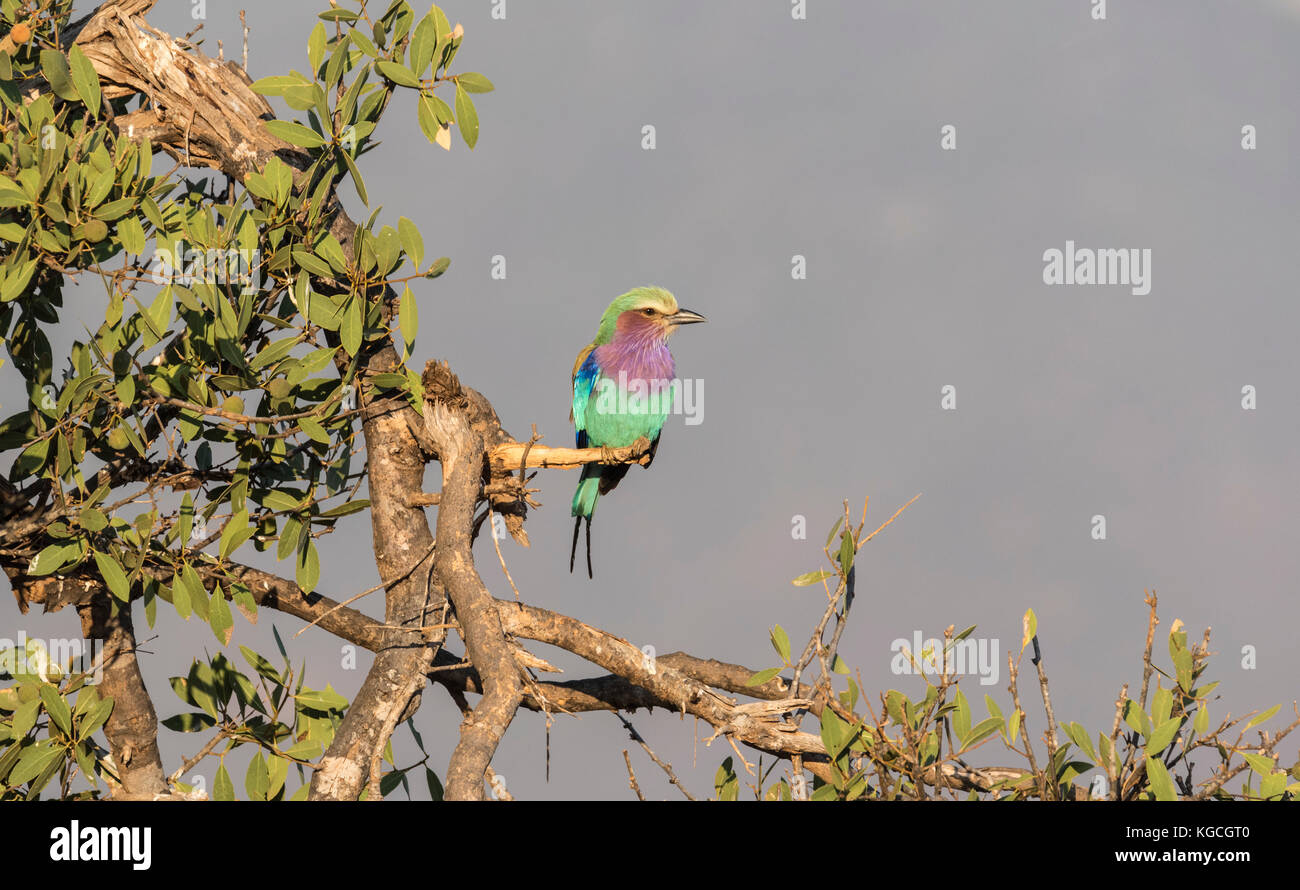 L'uccello nazionale del Kenya il petto lilla rullo (Coracias caudatus) Foto Stock