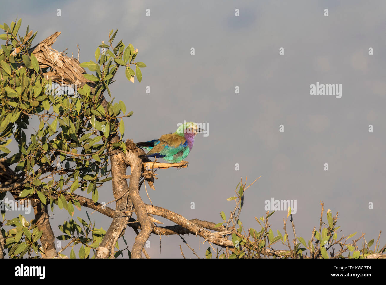 L'uccello nazionale del Kenya il petto lilla rullo (Coracias caudatus) Foto Stock