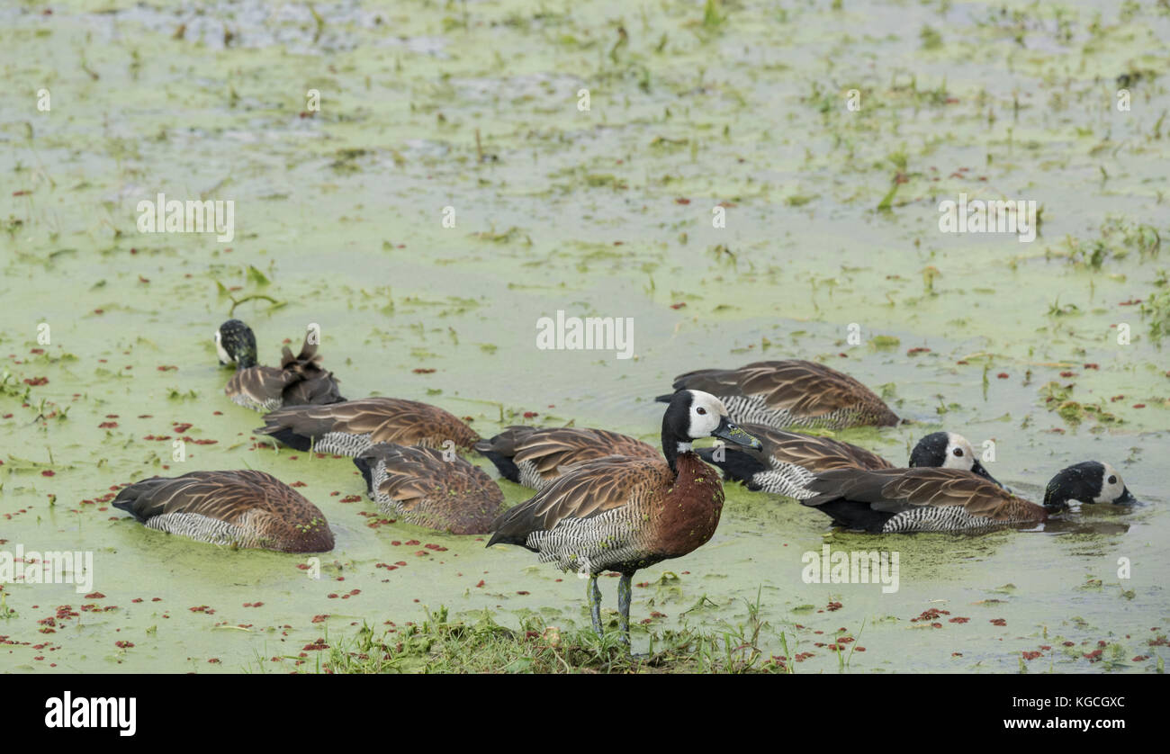 Un piccolo gregge di di fronte bianco-sibili anatre (Dendrocygna viduata) Foto Stock