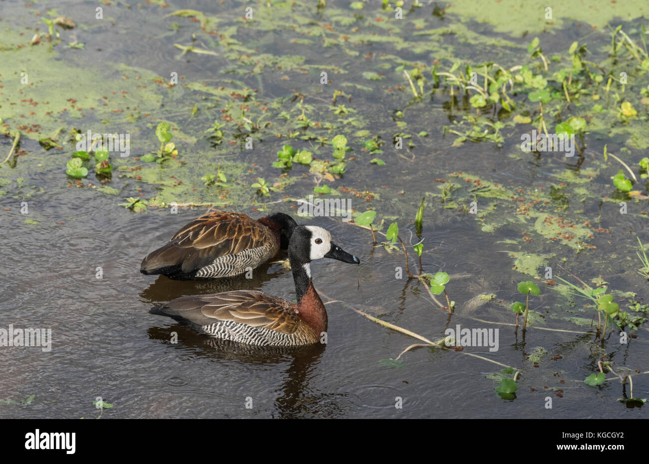 Due di fronte bianco-sibili anatre (Dendrocygna viduata) nuoto Foto Stock