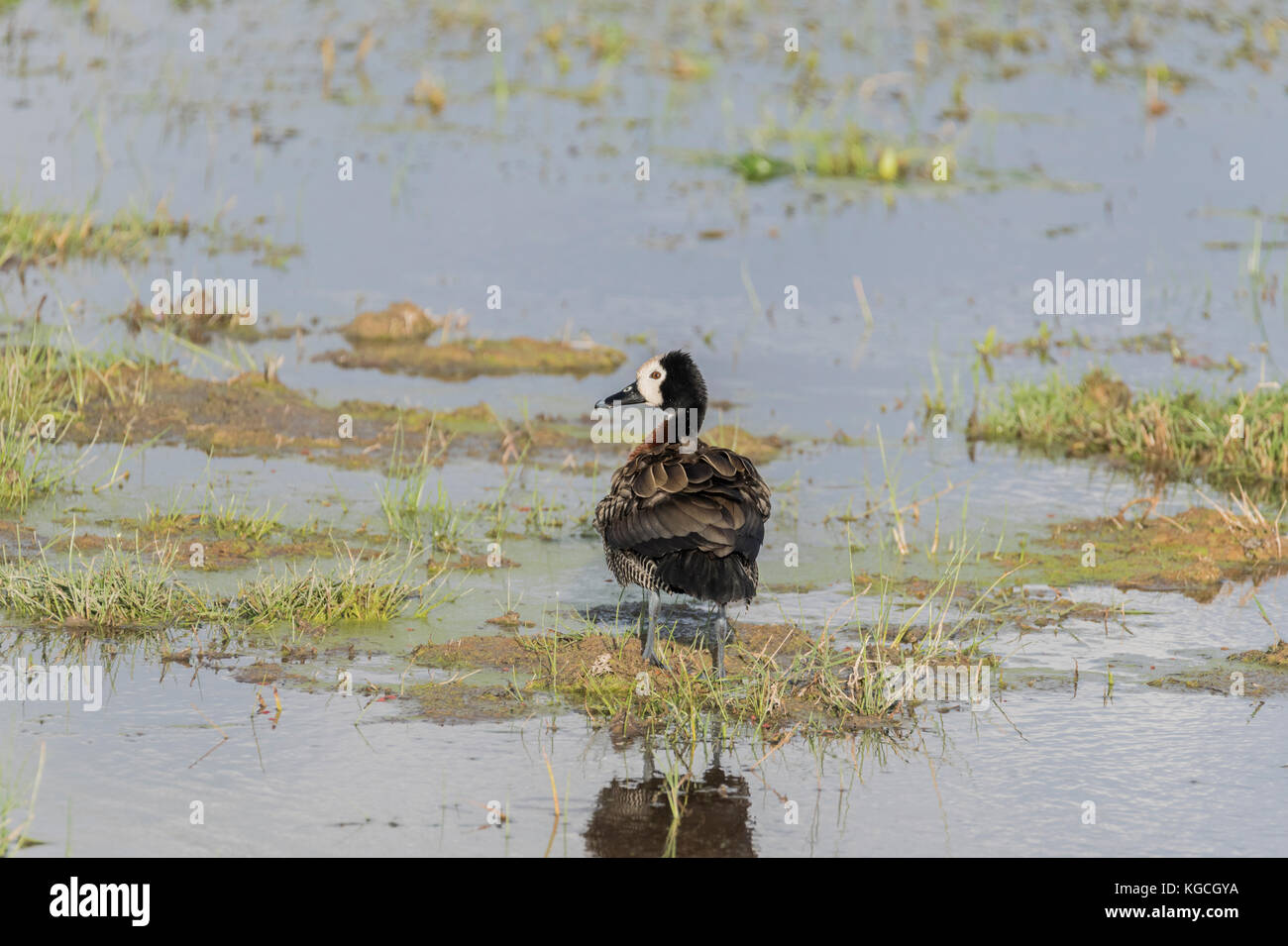 Una in piedi di fronte bianco-sibili anatra (Dendrocygna viduata) Foto Stock