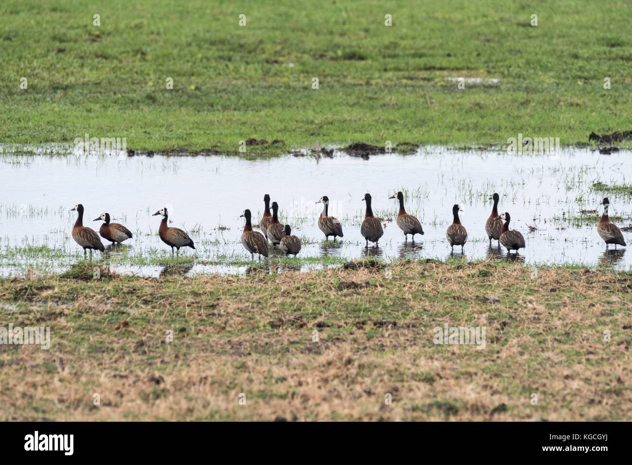 Un gregge di piedi di fronte bianco-sibili anatre (Dendrocygna viduata) Foto Stock