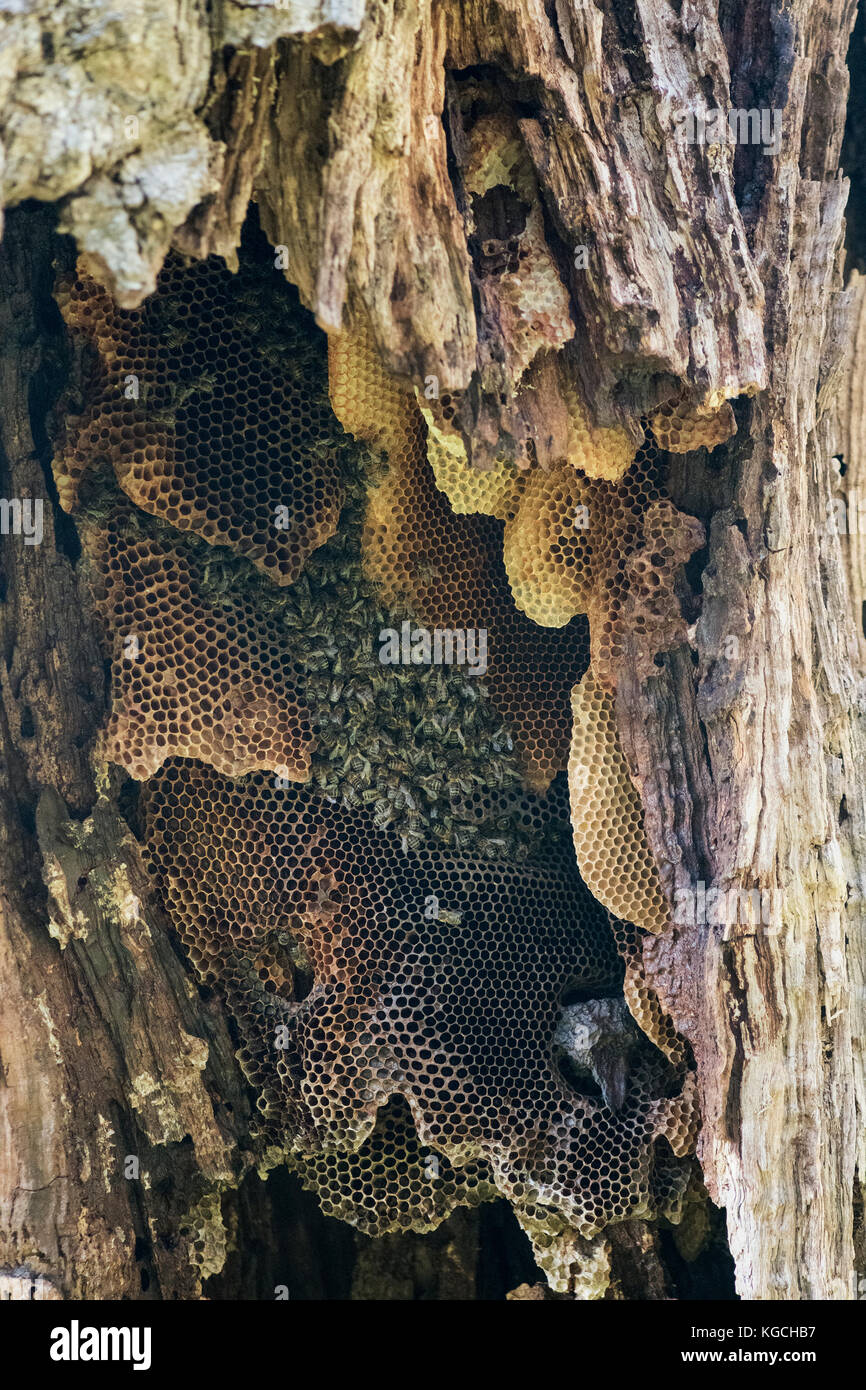 Wild colonia di api all'interno di un vecchio albero che mostra favi, colpo verticale con il fuoco selettivo Foto Stock