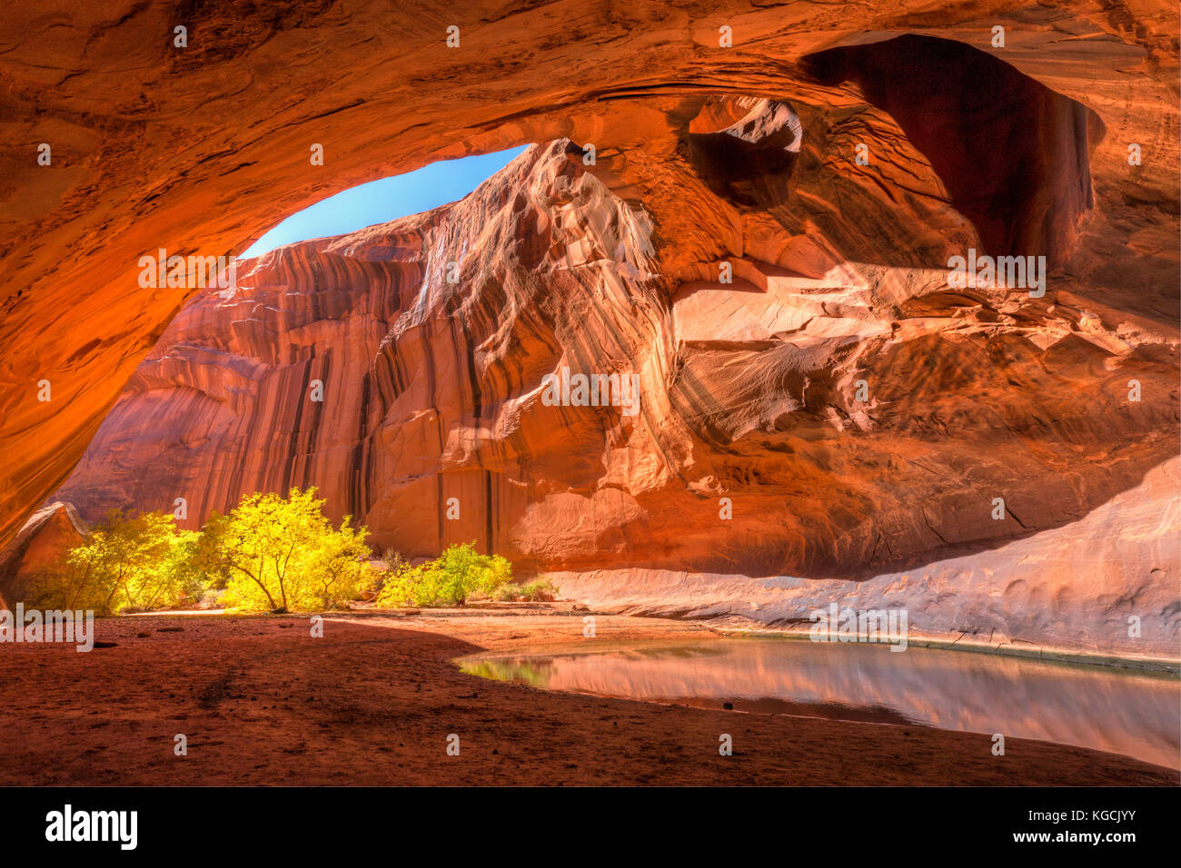 La pietra arenaria rossa soffitto a cupola della cattedrale di oro in neon canyon ha due arch buche, con giallo pioppi neri americani alberi in autunno, in grande scala e Foto Stock