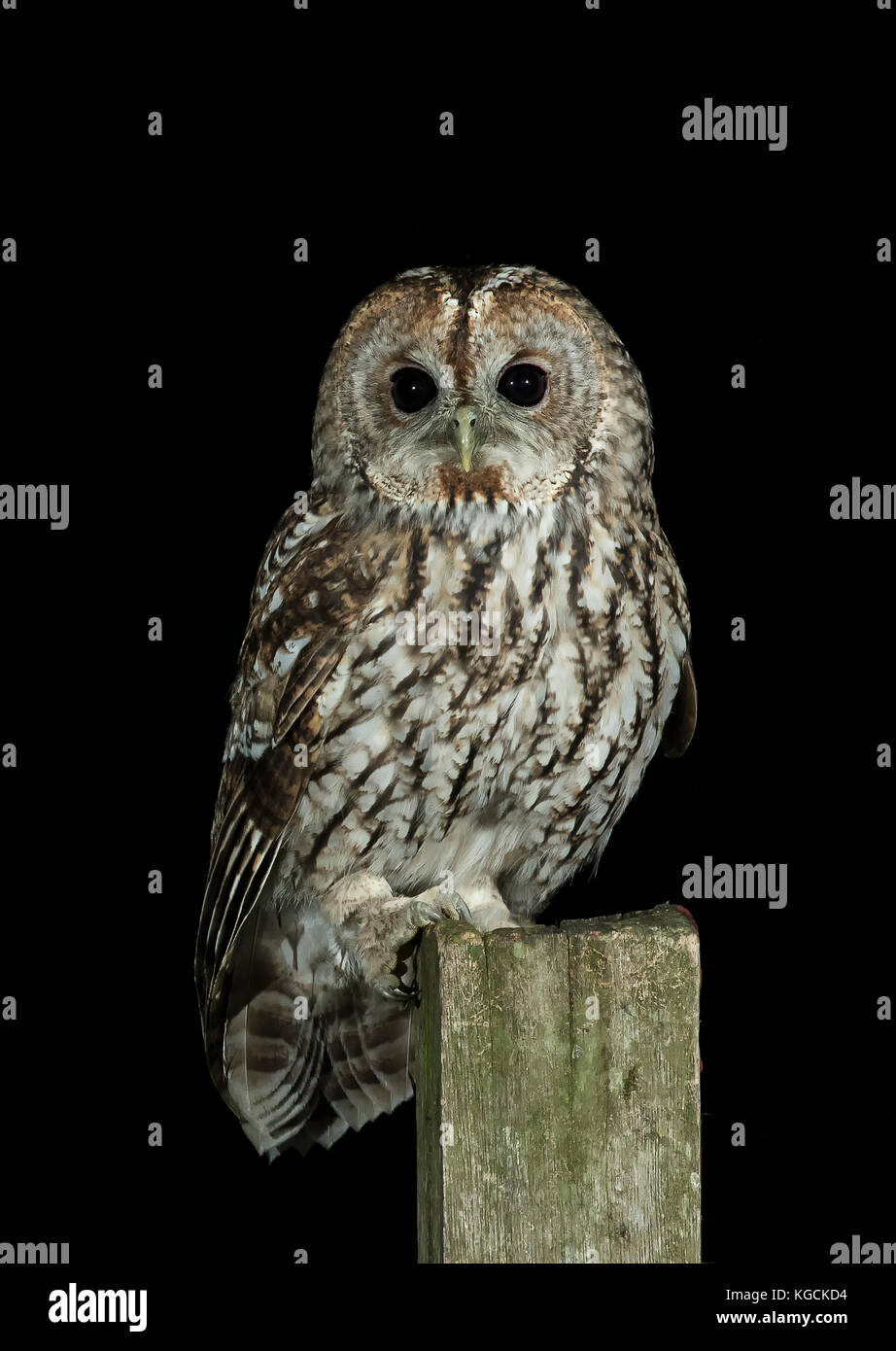Appollaiato allocco Foto Stock