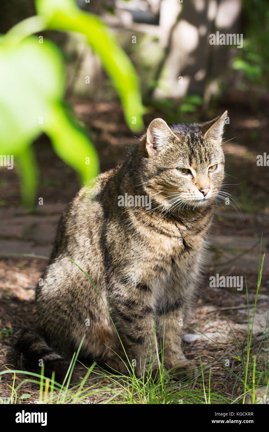 Femmina vecchio gatto randagio seduto e riposo in una sfumatura Foto Stock