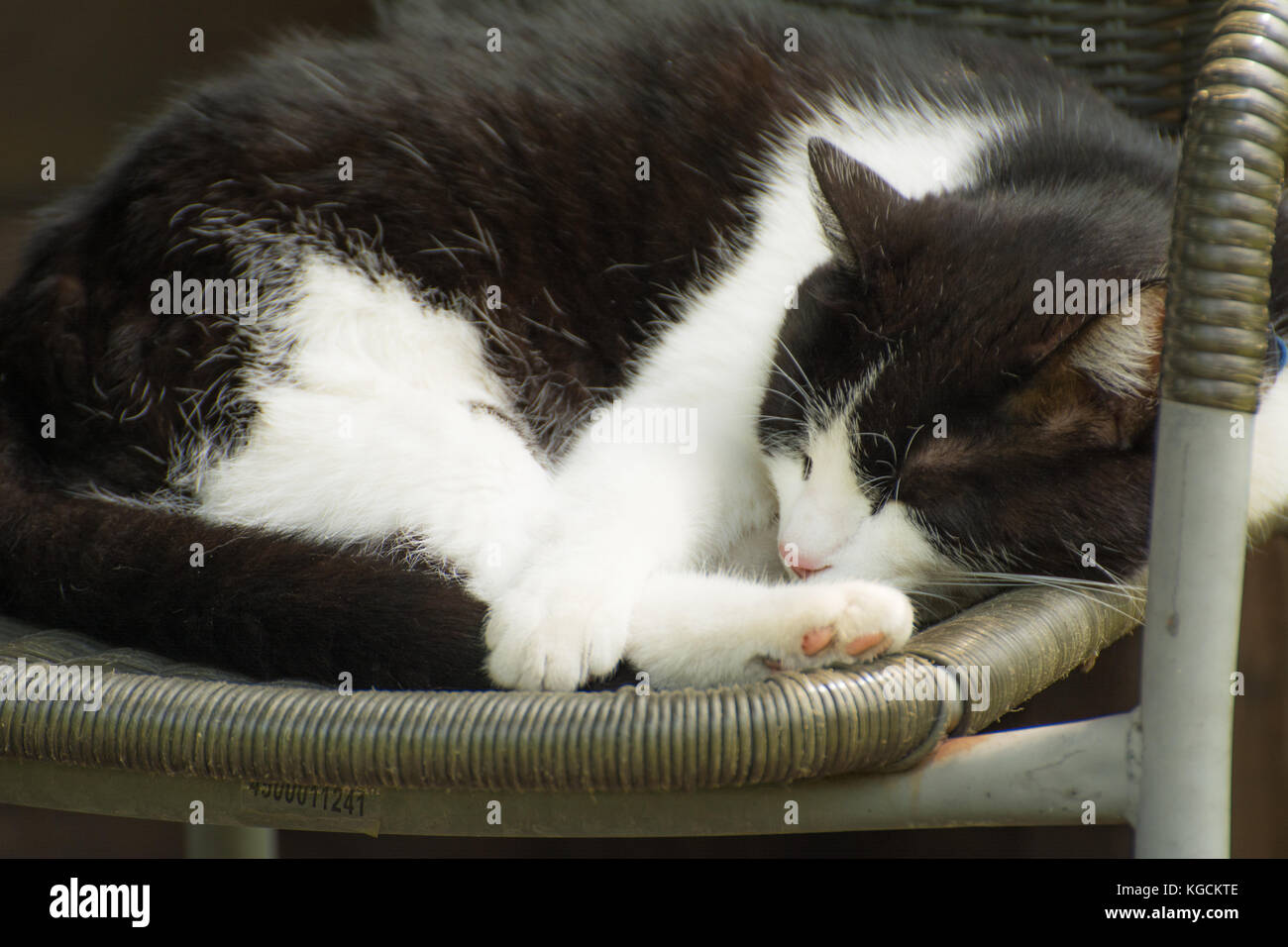 Bianco e nero gatto addormentato veloce su una sedia da giardino Foto Stock