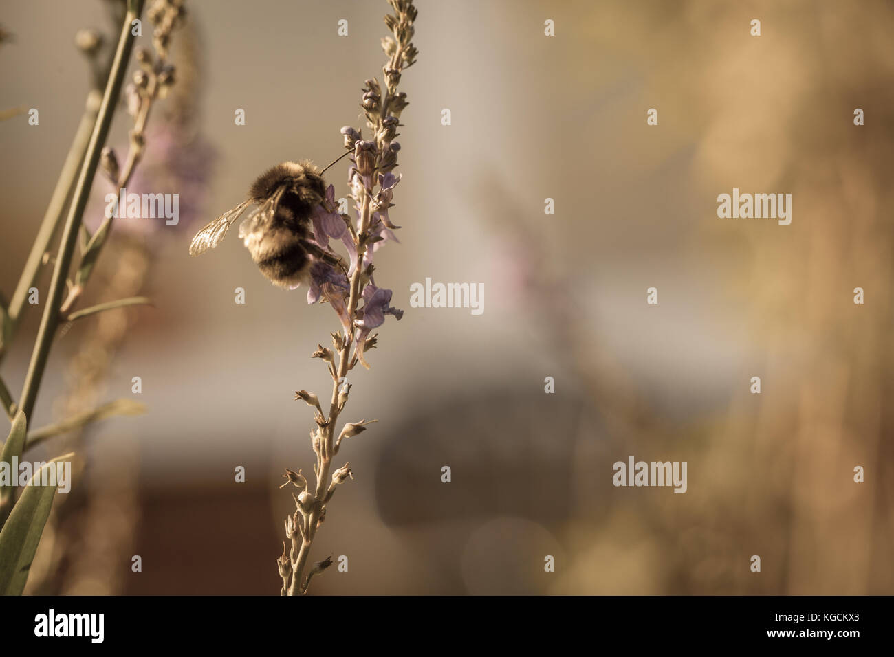 Estate bee Foto Stock