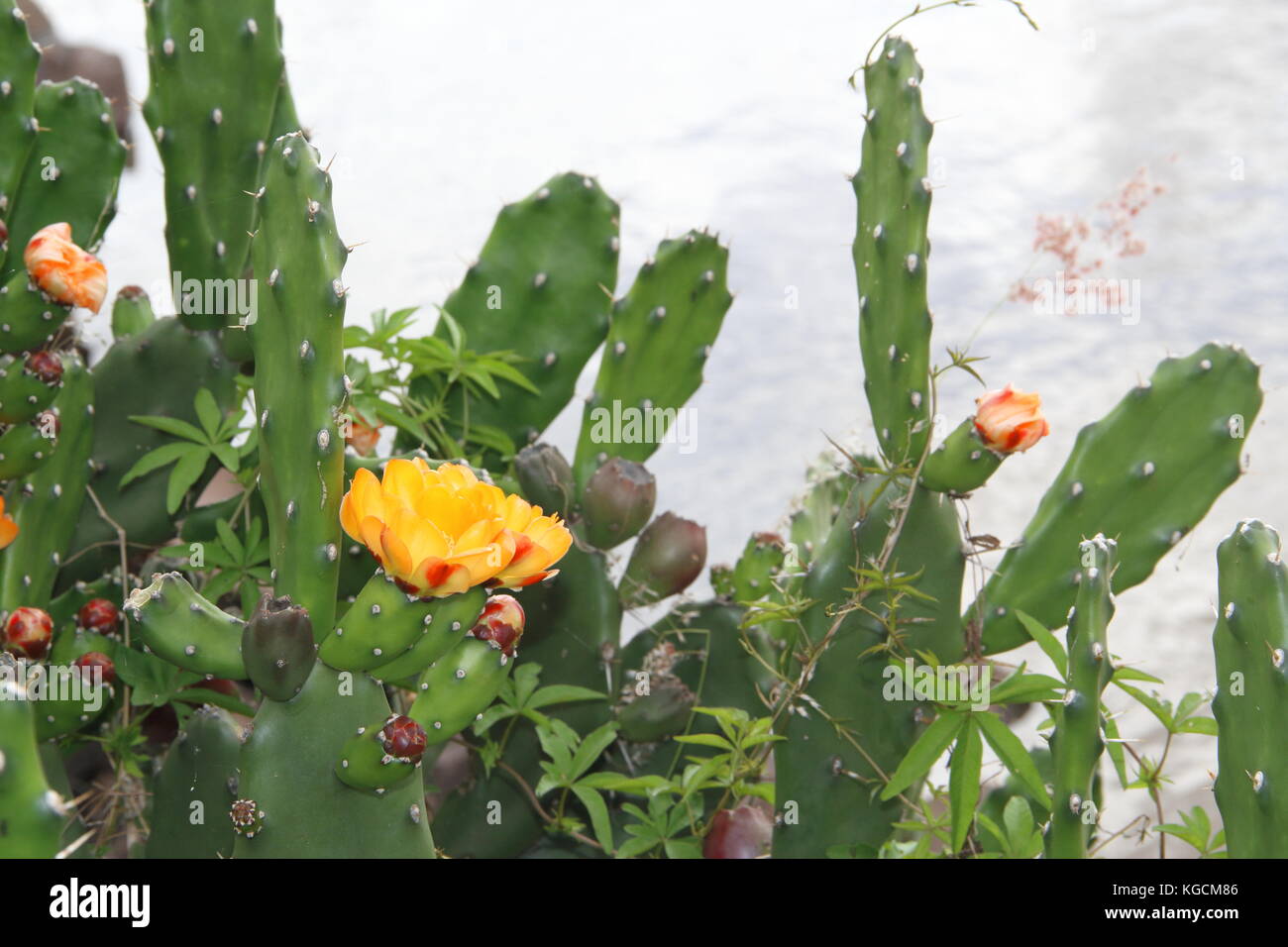 Piante Grasse Fiori Gialli.Cactus E Piante Grasse Con Fiori Gialli In Primavera Foto