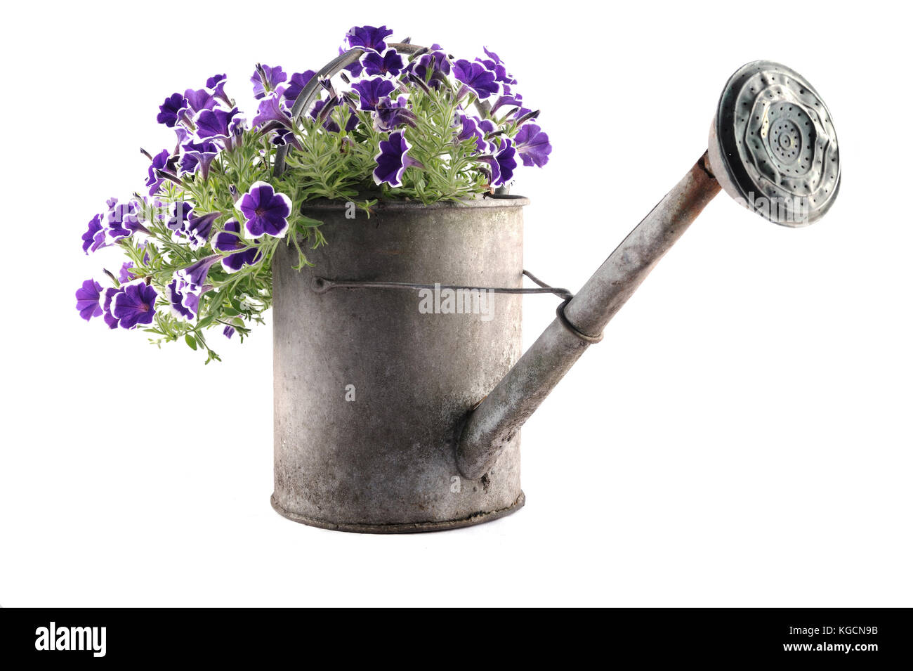 Annaffiatoio di zinco con petunia isolato su bianco Foto Stock