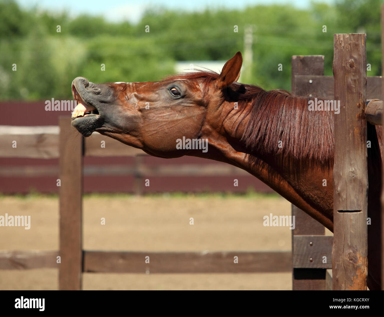 Stupenda baia Cavallo sorridente e ridere mostra i denti Foto Stock