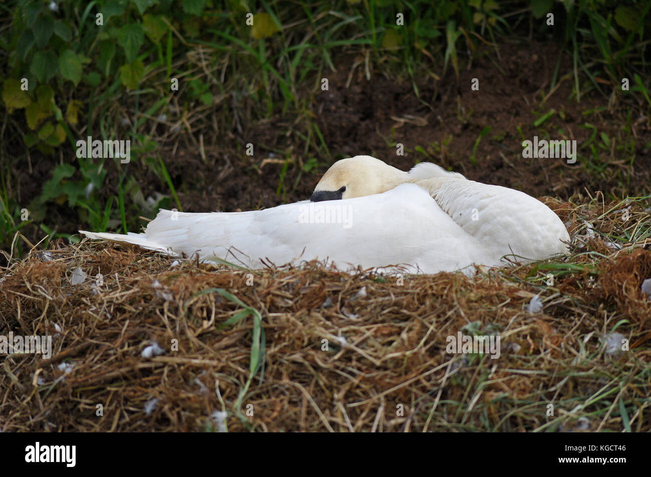 Cigno sul nido sul fiume gaywood, King's Lynn. Foto Stock