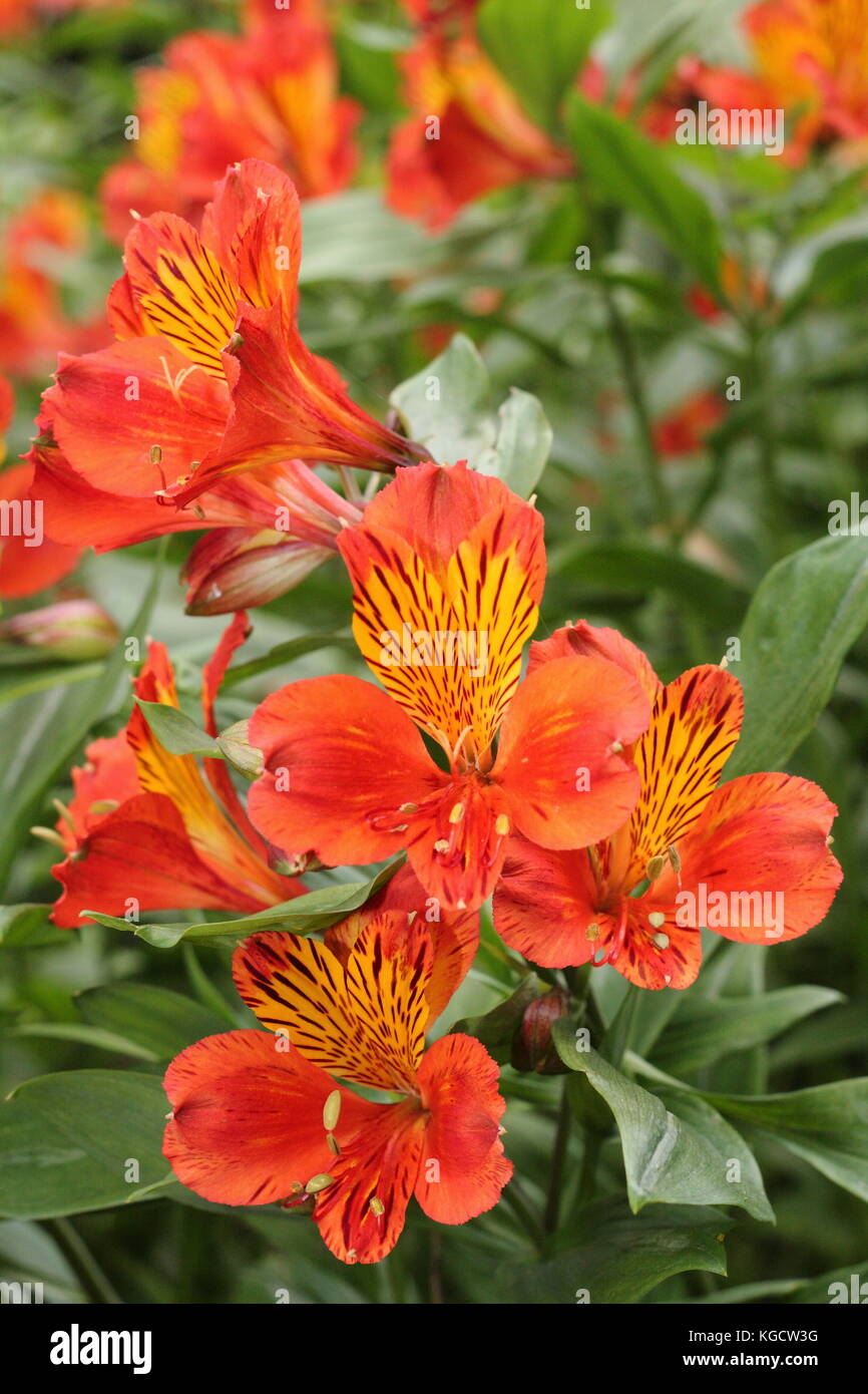 Giglio peruviano (Alstroemeria aurea) in un giardino estivo confine in estate (luglio), Regno Unito Foto Stock