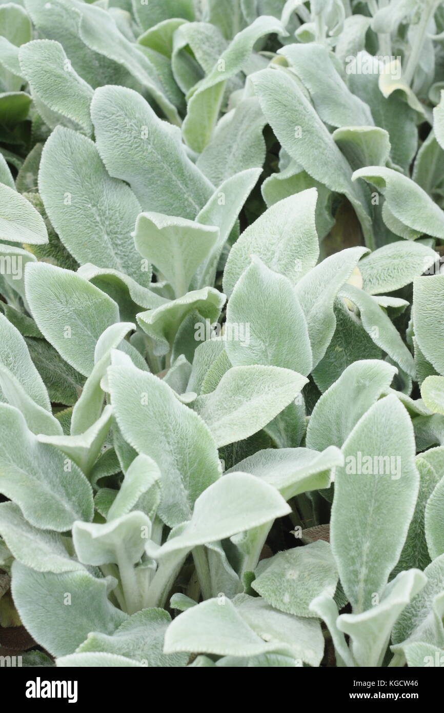 Agnello, orecchio (Stachys byzantina) in un giardino estivo di frontiera, REGNO UNITO Foto Stock