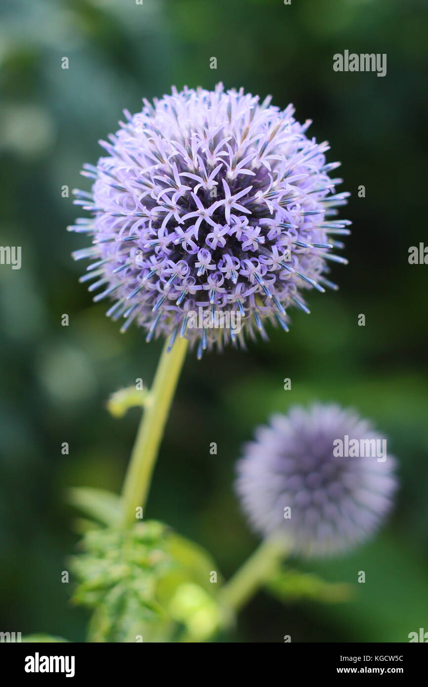 Echinops bannaticus " Taplow blue' globe thistle fioritura in un giardino estivo di frontiera, REGNO UNITO Foto Stock