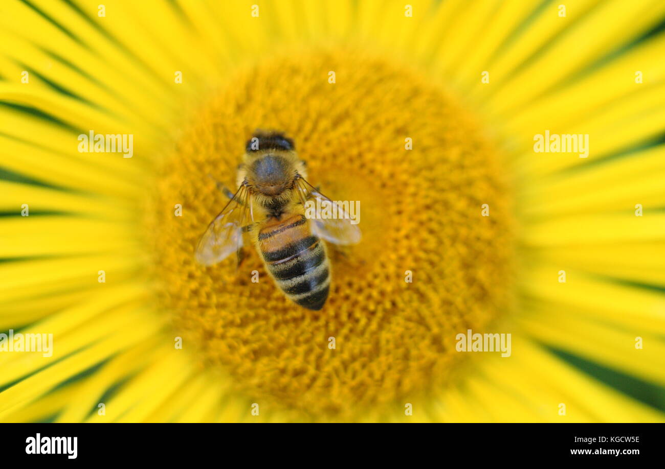 European miele delle api (Apis mellifera) impollinare Hooker's inula (Inula hookeri) in un giardino inglese estivo di frontiera (luglio), Regno Unito Foto Stock