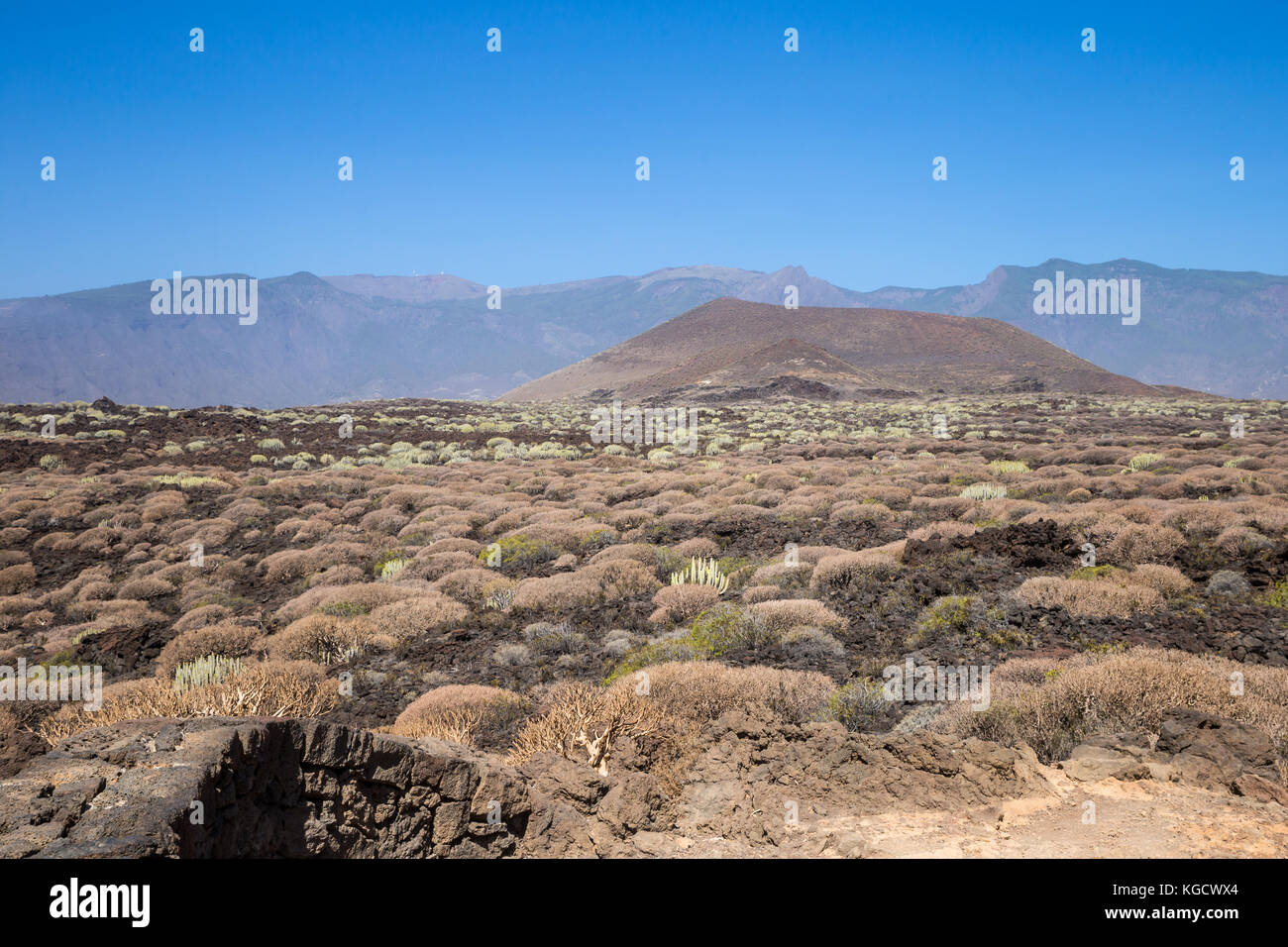 Area vulcanica con le piante succulente dell'isola di Tenerife, Canarie, Spagna, Europa Foto Stock
