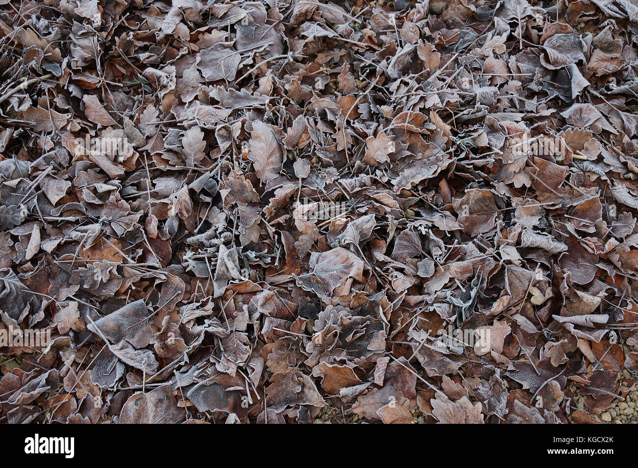 La brina sulle foglie cadute, Inghilterra Foto Stock