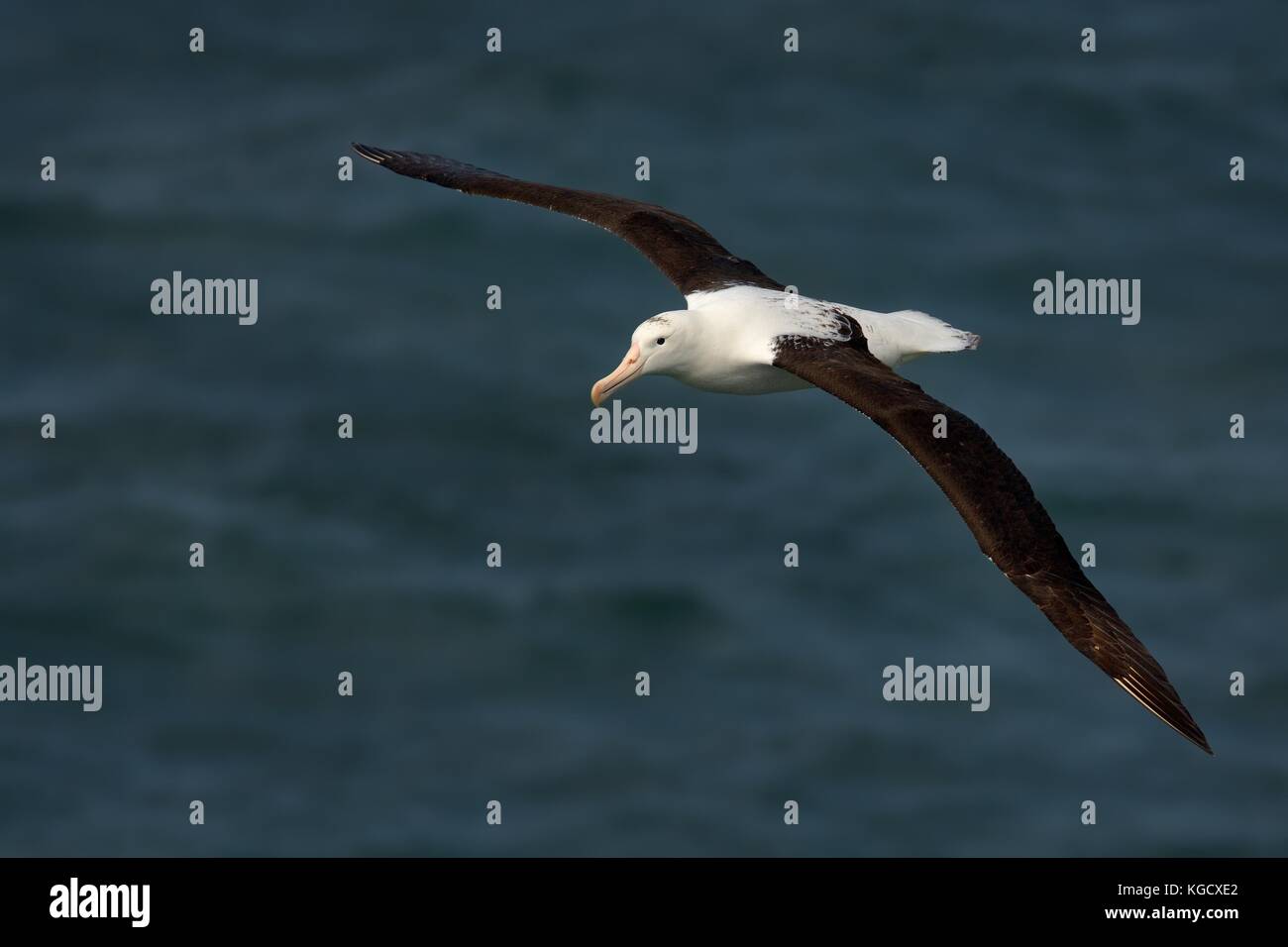 Diomedea sanfordi - Northern Royal Albatros volare al di sopra del mare in Nuova Zelanda vicino alla penisola di Otago, Isola del Sud Foto Stock