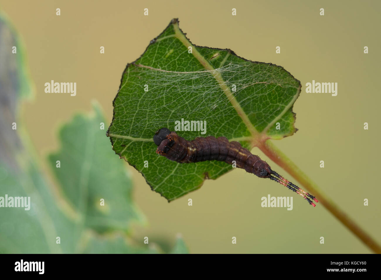 Großer Gabelschwanz, Raupe frisst an Zitterpappel, Pappel, Cerura vinula, Dicranura vinula, puss moth, caterpillar, la Queue fourchue, Vinule, Grande Foto Stock