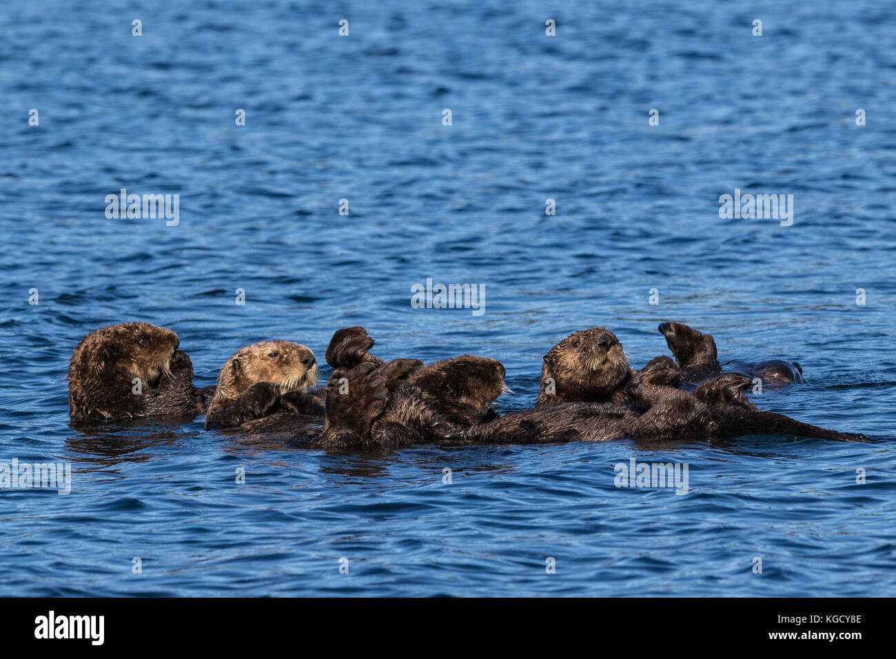 Una piccola serie di carino le lontre marine floating fuori dall'isola di Vancouver, British Columbia, Canada. Foto Stock