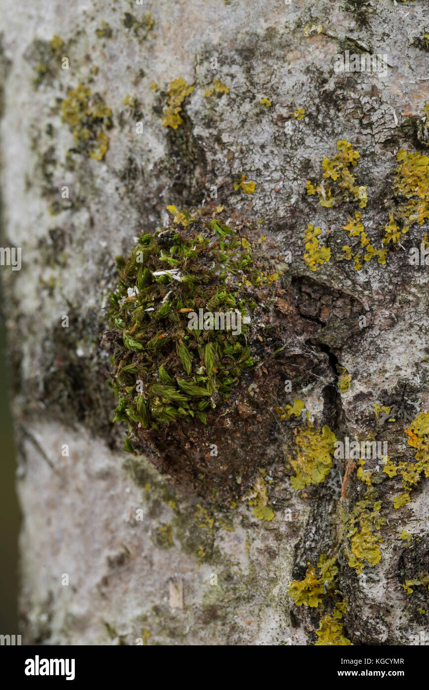 Großer Gabelschwanz, Kokon, Puppenkokon, Puppe, Cerura vinula, Diclanura vinula, puss moth, pupa, bozzolo, la Queue fourchue, Vinule, Grande harpie, ZA Foto Stock